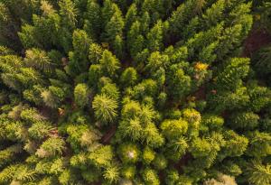 Климатичните промени излагат на риск нашите гори