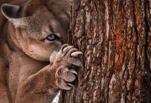 Популациите на половината от всички животински видове на сушата намалява