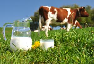 Учени създадоха крава, която произвежда човешки инсулинови протеини в млякото си
