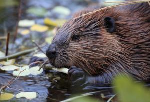 Бобрите - изненадващи защитници на качеството на водата на фона на климатични промени