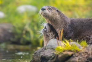 Изгубили сме 68% от гръбначните животни за по-малко от 50 години