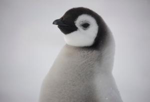 Виц: Милиционер намерил пингвинче