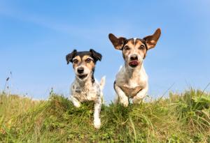 Кучетата разчитат емоционалното състояние на събратята си по опашката