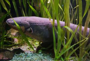 Вижте как електрическа змиорка генерира енергия, достатъчна да захрани коледно дръвче