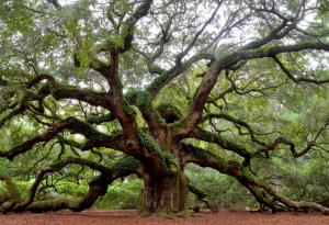 Древен дъб в Италия се оказа почти на 1000 години