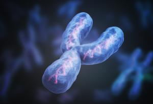 Y-хромозомата – генетичният ключ към по-високия ръст при мъжете