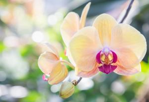 Учени са открили нов вид орхидея в Китай