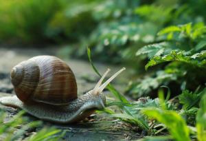 Охлювите се движат с около метър в час