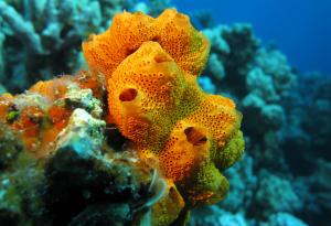 Кое е било първото животно на Земята?