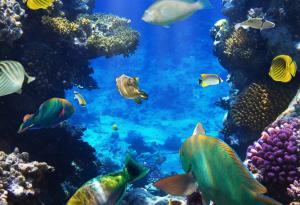 Морските корали могат да ускорят заздравяването на фрактурите