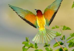 За любовта към птиците