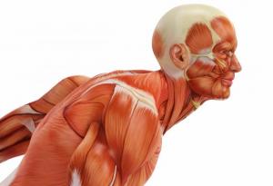 11 факта за нашето тяло, които се оказват митове