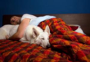 Какво говори позата на сън за домашния любимец за вашите взаимоотношения