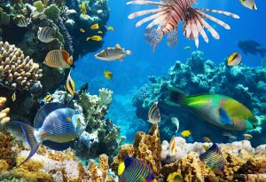 Някои звуци могат да помогнат на застрашени корали