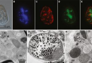 Oткриха рекордните седем генома в едноклетъчно водорасло
