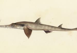 Откриха два нови вида акули в Индийския океан