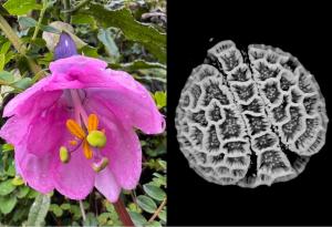 Изследователи дигитализираха цветен прашец от 18 000 растителни вида