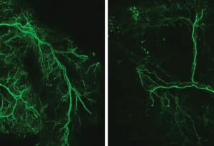 Активирането на специфична мозъчна клетка удължава продължителността на живота на мишките със 70 дни