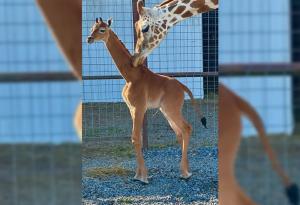Жираф без петна се роди в зоологическата градина в Тенеси
