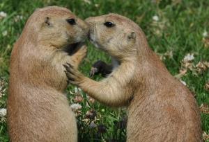 Неочакваните факти за животните