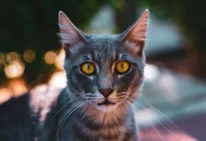 15 снимки, улавящи красотата на уличните котки на Лимасол, Кипър 