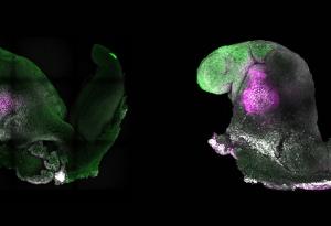 Учени създадоха синтетичен миши ембрион с мозък и туптящо сърце