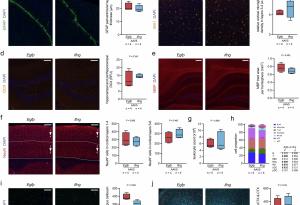 Т-клетъчни цитокини блокират метастазите в мозъка, като активират имунната система
