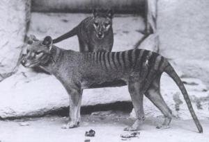 Последните известни кадри на тасманийски вълк са вече обществено достояние
