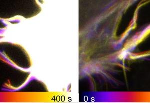 Вашите клетки имат странни „пипала“, които им помагат да се придвижват
