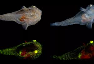 В Гренландия откриха светеща риба с естествен антифриз във вените