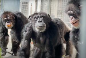 Спасено шимпанзе вижда небето за първи път от 29 години (видео)