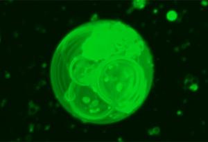 Може би най-накрая ще разберем как са се образували първите клетки на Земята