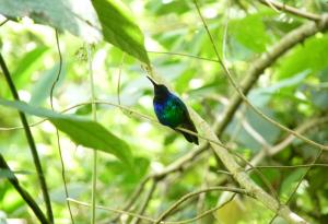 Забелязаха за първи път от години една от най-редките „изгубени птици“ на Земята 