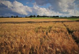 Каква е връзката между „дяволските ветрове“ и адските жеги през лятото?