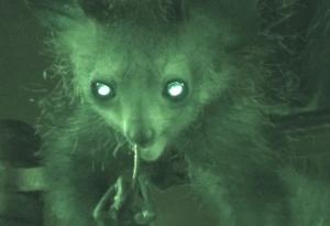 Поведението на ай-ай, чоплещ носа си, предизвика научен интерес