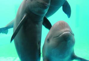 Поезията като извор на наука: как стихове разкриха съдбата на рядък вид морска свиня в Китай