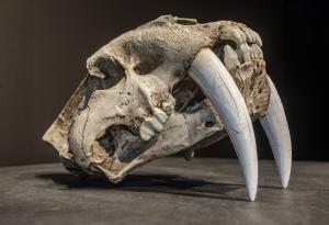 Знаете ли, че... в България е имало саблезъби котки?