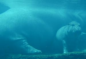 Ето какво прави едно бебе хипопотам под водата 