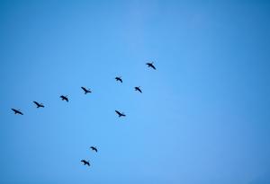 Защо гъските летят в ято