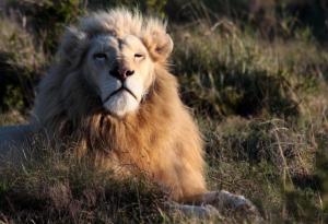 Робърт Луис Стивънсън за любовта