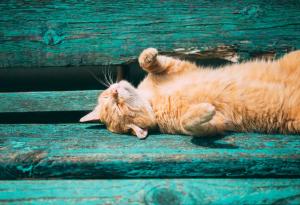 5 интересни факта за коремчето на вашата котка