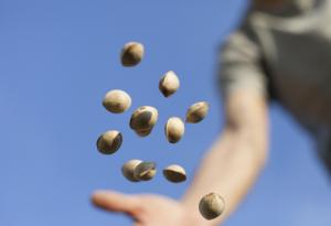 Притча за варените семена