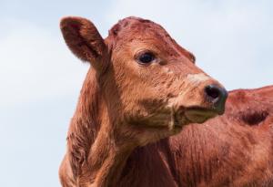 Притча за трите крави