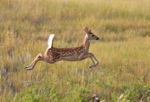  Когато видим две кучета да преследват сърна, не можем да си представим, че ще последва това...
