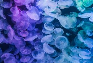 Невероятно видео от Езерото на медузите в Палау