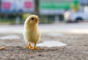 Защо пилето пресича пътя?