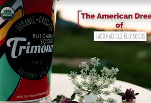 „Американската мечта на Лактобацилус булгарикус“