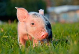 Тези сладки малки животинки искат да ви пожелаят приятен следобед