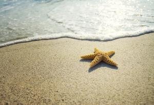  Притча за морската звезда