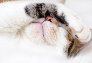 Котки, които, подобно на нас, ненавиждат сутрините